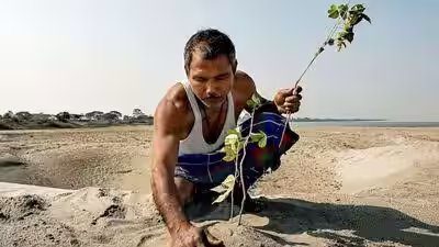how jadav payengs trees changed the landscape of majuli