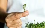 how to grow microgreens