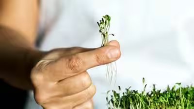 how to grow microgreens