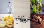 how to protect your home from ants