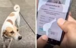 iit bombay gives stray dogs qr ids internet says dogesh bhai is a citizen