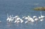 inside dholera39s hidden world of birds grasslands and coastal wildlife