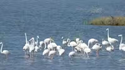 inside dholera39s hidden world of birds grasslands and coastal wildlife