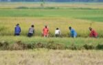 kharif crop