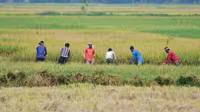 kharif crop