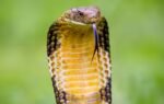 king cobra