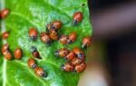 ladybugs