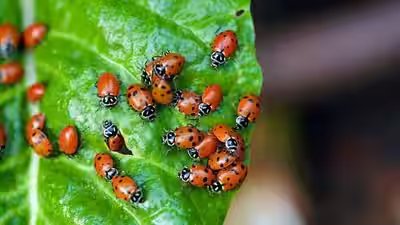 ladybugs