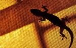 lizards out of your home