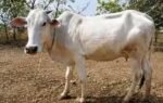 maharashtra indigenous cattle breed
