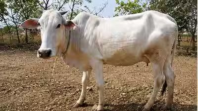 maharashtra indigenous cattle breed