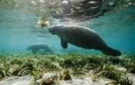 manatees