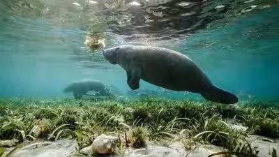manatees
