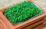 micro gardening at home