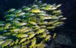 more than 120 fish species have migrated from the red sea into the mediterranean