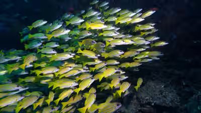 more than 120 fish species have migrated from the red sea into the mediterranean