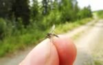 mosquitoes