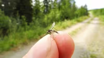 mosquitoes