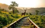 nature reclaims abandoned rails