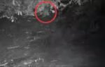 north american river otter spotted in the bronx river after 100 years