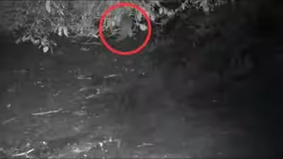north american river otter spotted in the bronx river after 100 years