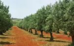 olive trees