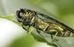 one tiny beetle millions of ash trees how emerald ash borers are changing forests