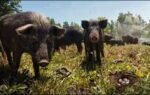 ossabaw island hogs