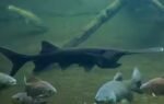 paddlefish polyodon spathula