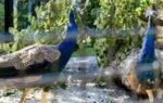 peacocks