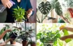 plants that can grow without soil