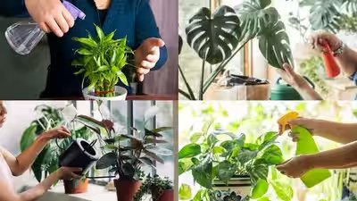 plants that can grow without soil