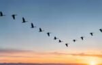 scientists discover how the first bird learned to fly