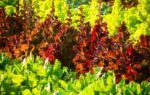 scientists engineer lettuce and tobacco to produce myoglobin for meat alternatives
