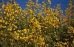 senna spectabilis tree