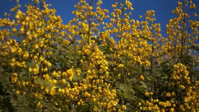 senna spectabilis tree