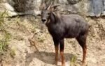 serow