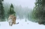 snow leopard