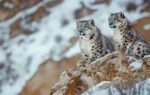 snow leopards