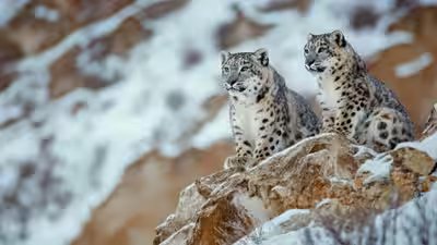 snow leopards