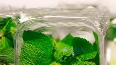 store mint leaves and keep them fresh for longer