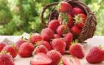 strawberries