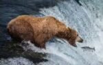 the cameras show brown bears waiting around brooks falls as sockeye salmon travel upstream