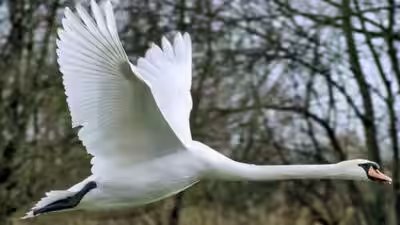 the exotic mute swan has increased its population size in chesapeake bay