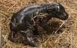 toronto gets its pygmy hippo calf on sunday born to 20 year old mother kindia