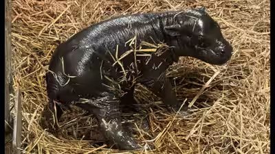 toronto gets its pygmy hippo calf on sunday born to 20 year old mother kindia