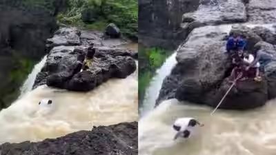 tourists save boy after near fatal fall netizens react