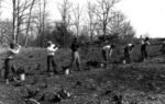 tree plantation undergoing at springwood
