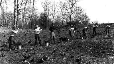 tree plantation undergoing at springwood