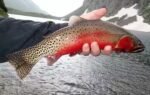 trout